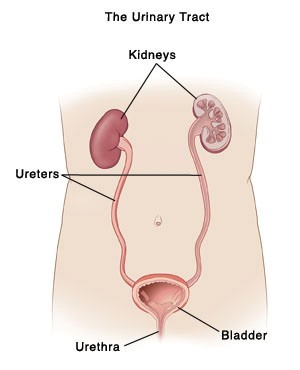 urinary tract