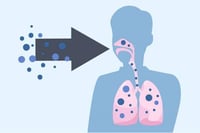 diagram of lungs in the lungs
