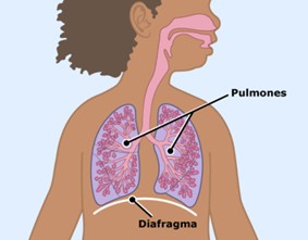 1372 - asthma SP