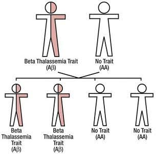 beta thalassemia trait diagram 2