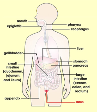 Abscess
