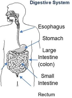 Digestive system