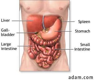GI anatomy