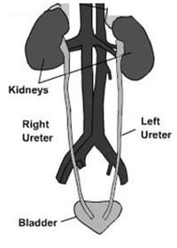 ureteral anatomy