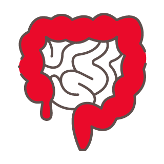 intestine icon