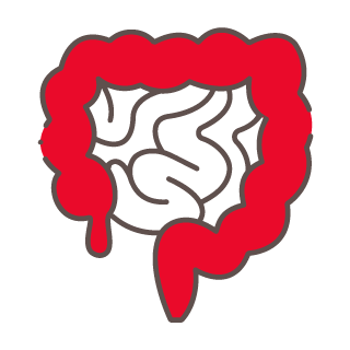 intestine icon