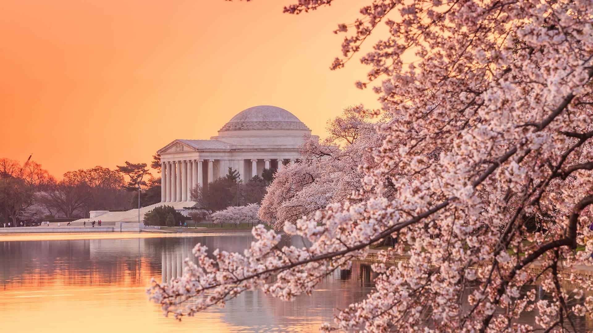 Cherry blossom's with monument in the background