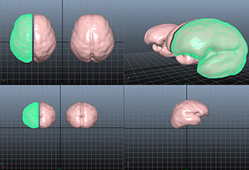 Fetal Brain Lab