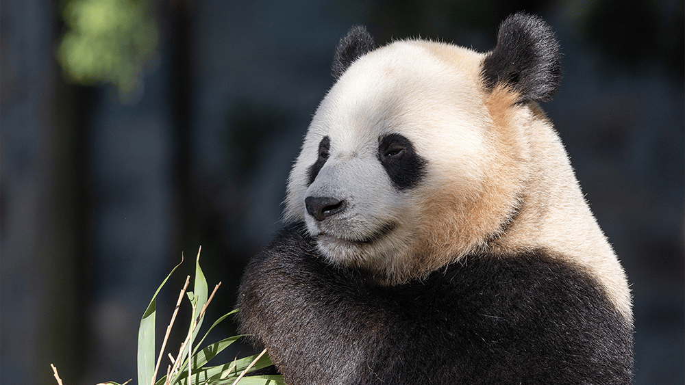 Boa Li - Photo by Smithsonian’s National Zoo
