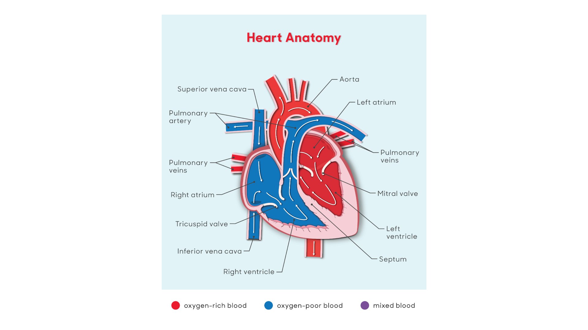normal heart anatomy