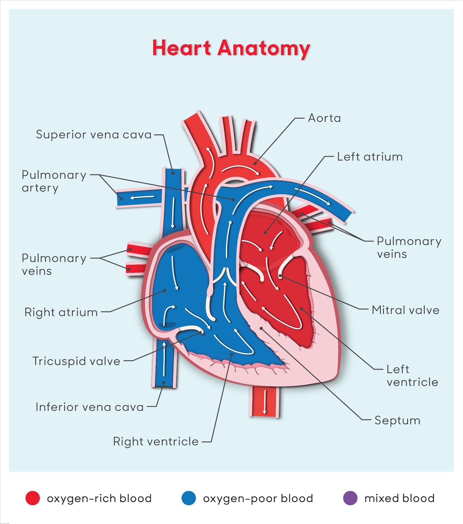 heart anatomy