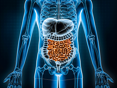 illustration of the gastrointestinal tract