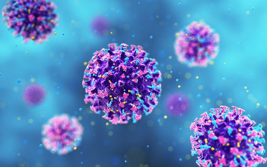 Illustration of the Hanta virus.