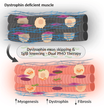 Dystrophin deficient muscle graphic showing use of TGF-β lowering oligonucleotides in combination with dystrophin exon skipping oligonucleotides synergistically improves muscle health and dystrophin restoration in dystrophic muscles.  