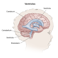 ventricles of the brain