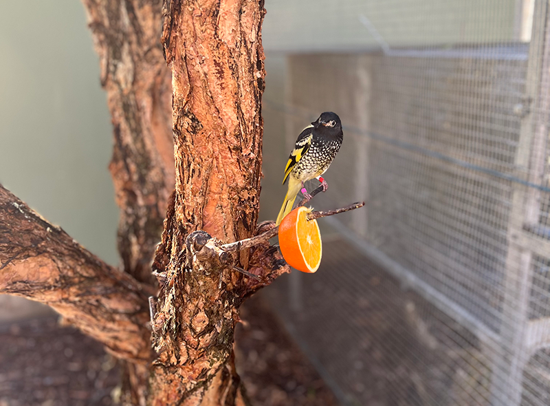 Rare bird recovery