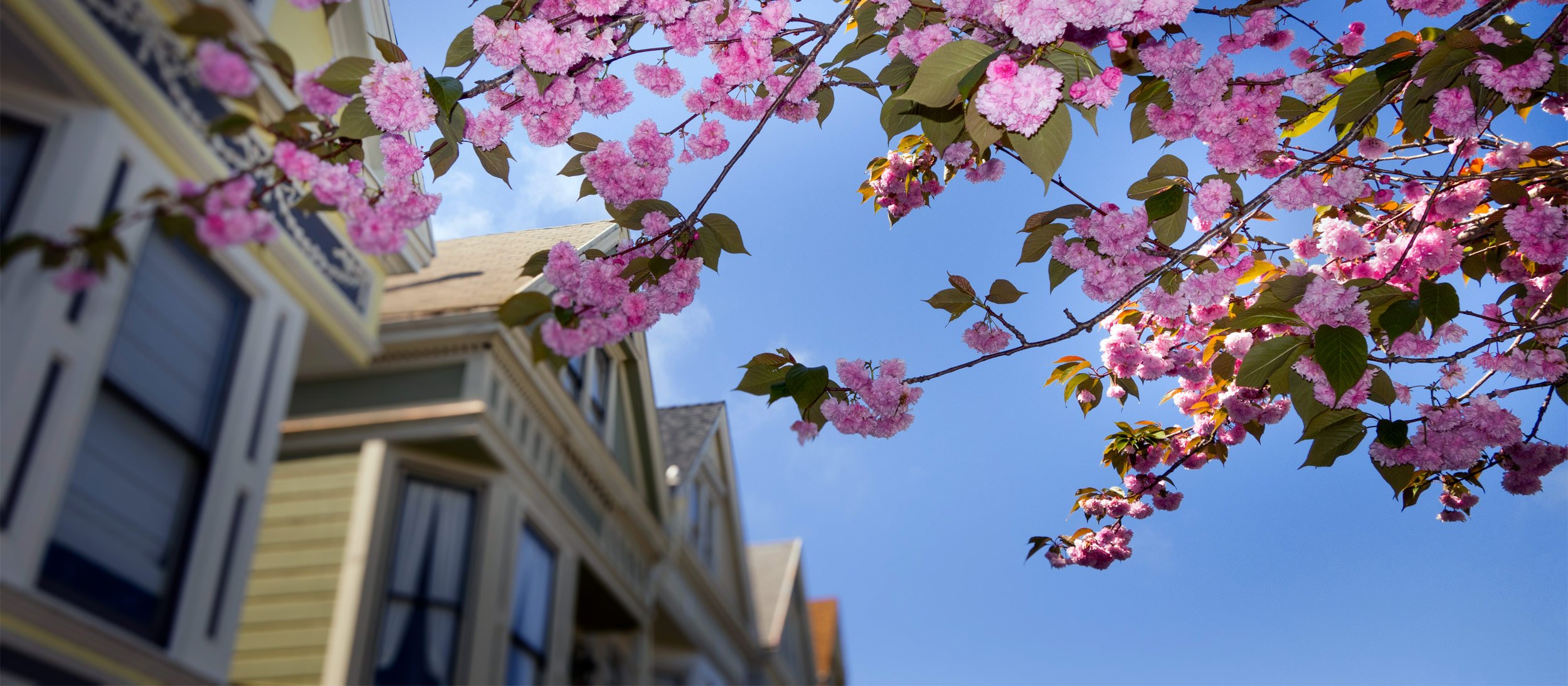 A blooming tree