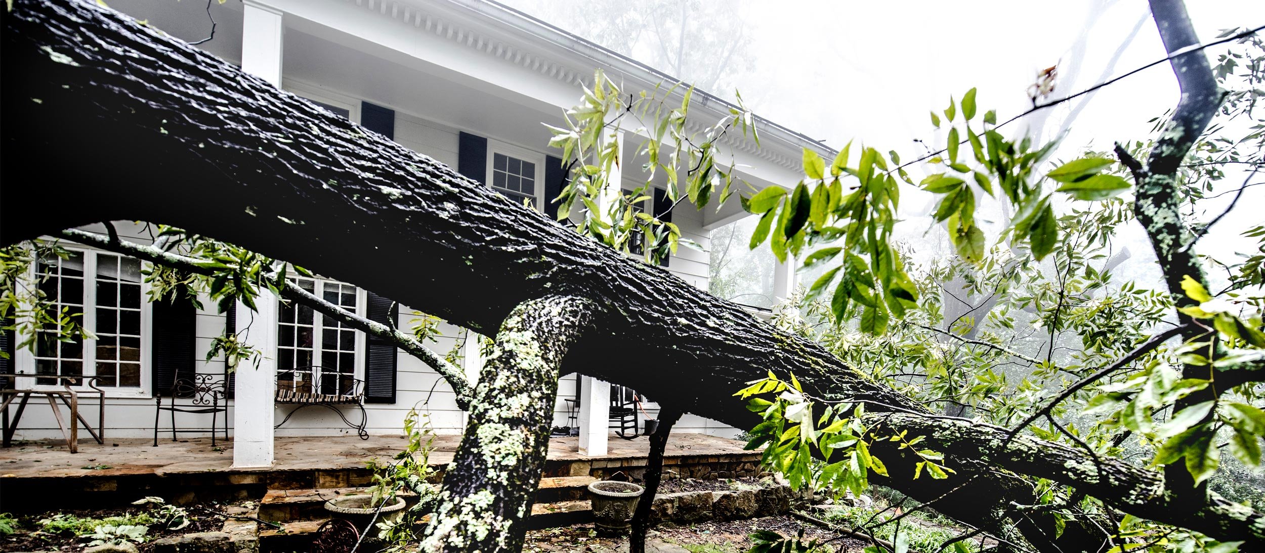 Tree fallen in front of a house