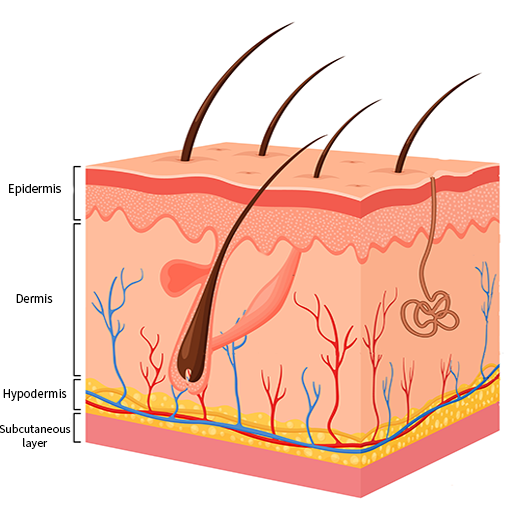 layers of the skin