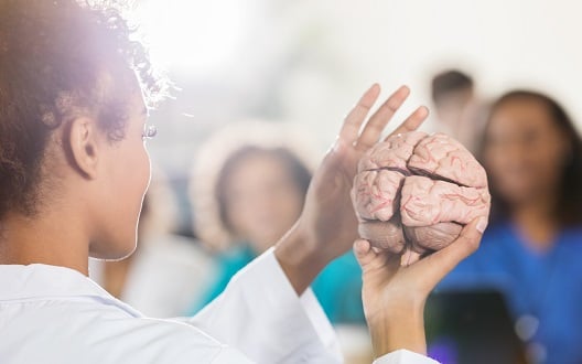 A female faculty member teaches about the brain while holding a model of a brain