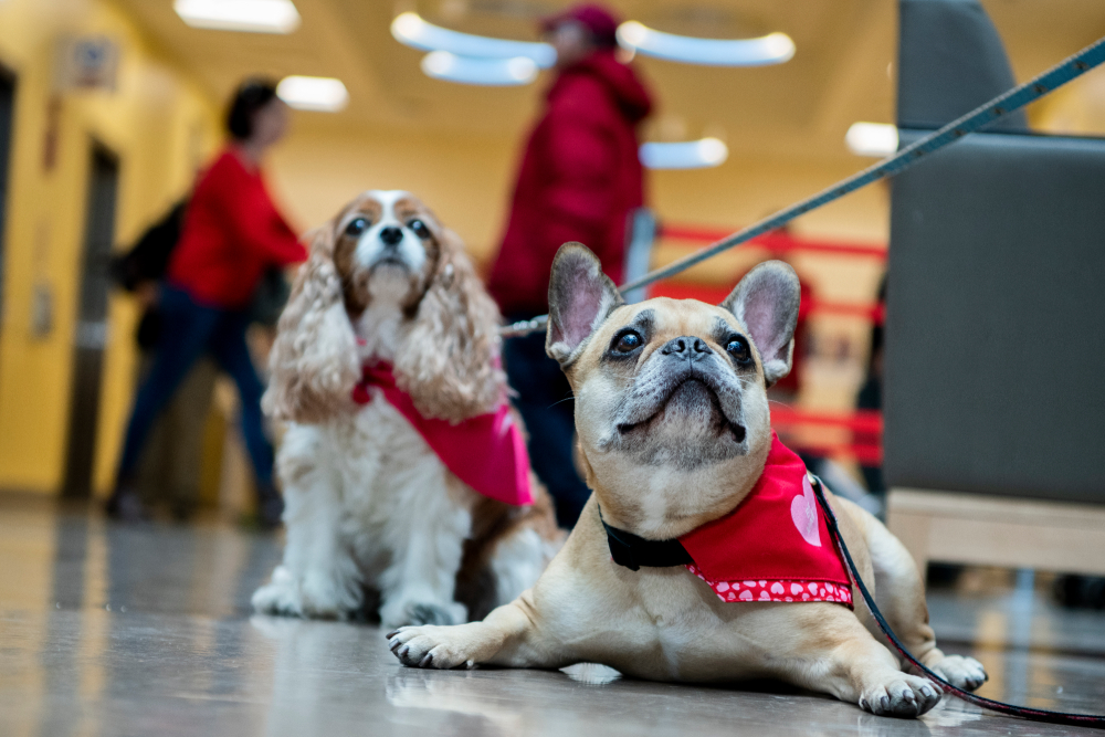 two white dogs wearing red bandanas on their collars