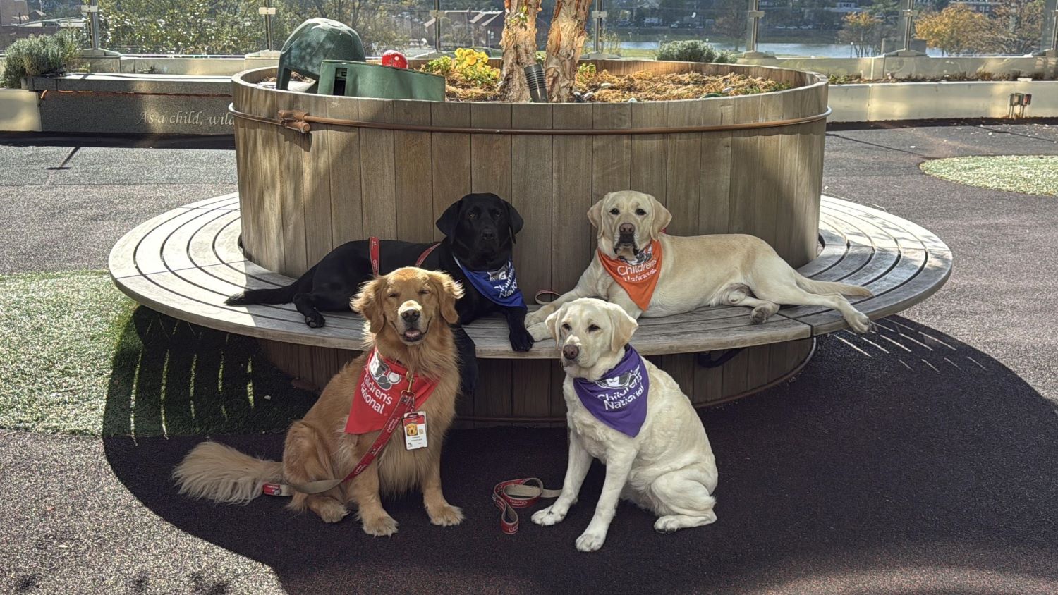 Photograph of four therapy dogs (one Golden Retriever, one black Labrador Retriever and two yellow Labrador Retrievers) sitting in the Healing Garden at the hospital