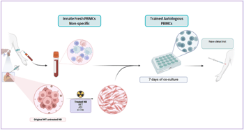 Graphic concept of trained autologous PBMCs for immunotherapy of neuroblastoma.