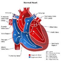 Braz J Cardiovasc Surg - The pulmonary vascular blood supply in the  pulmonary atresia with ventricular septal defect and its implications in  surgical treatment