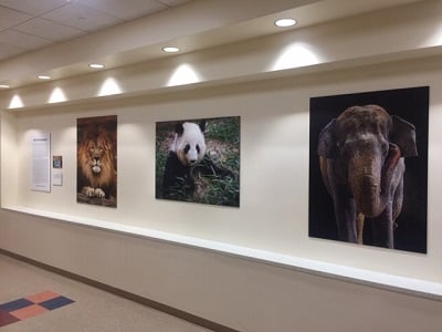 Pictures of animals hang in the Children's National Hospital art gallery