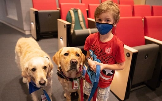 A boy in a red t-shirt holds the leashes of two Children's National facility dogs while they stand at his side.