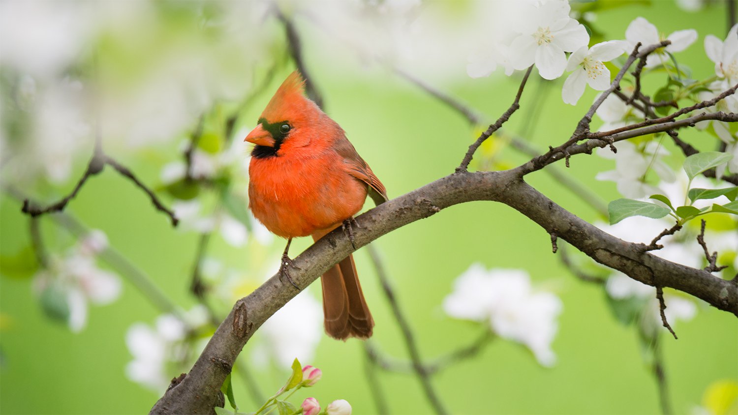 cardinal_resized