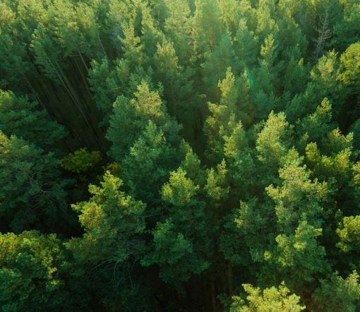 green forest