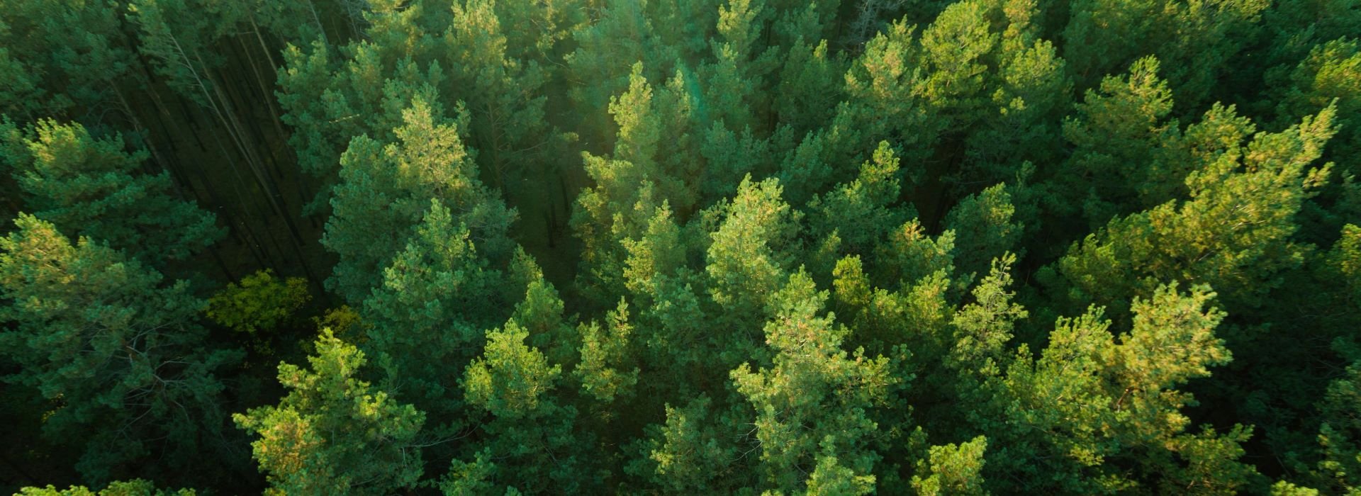 green forest