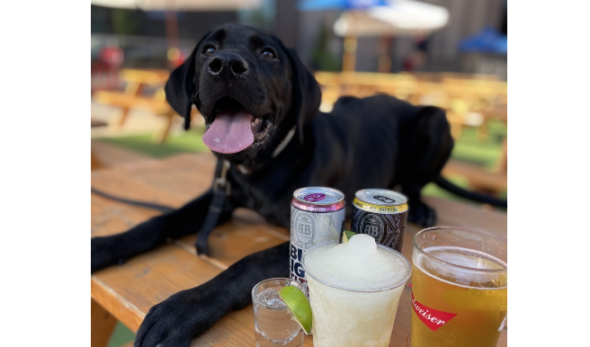 Pooches in the plaza