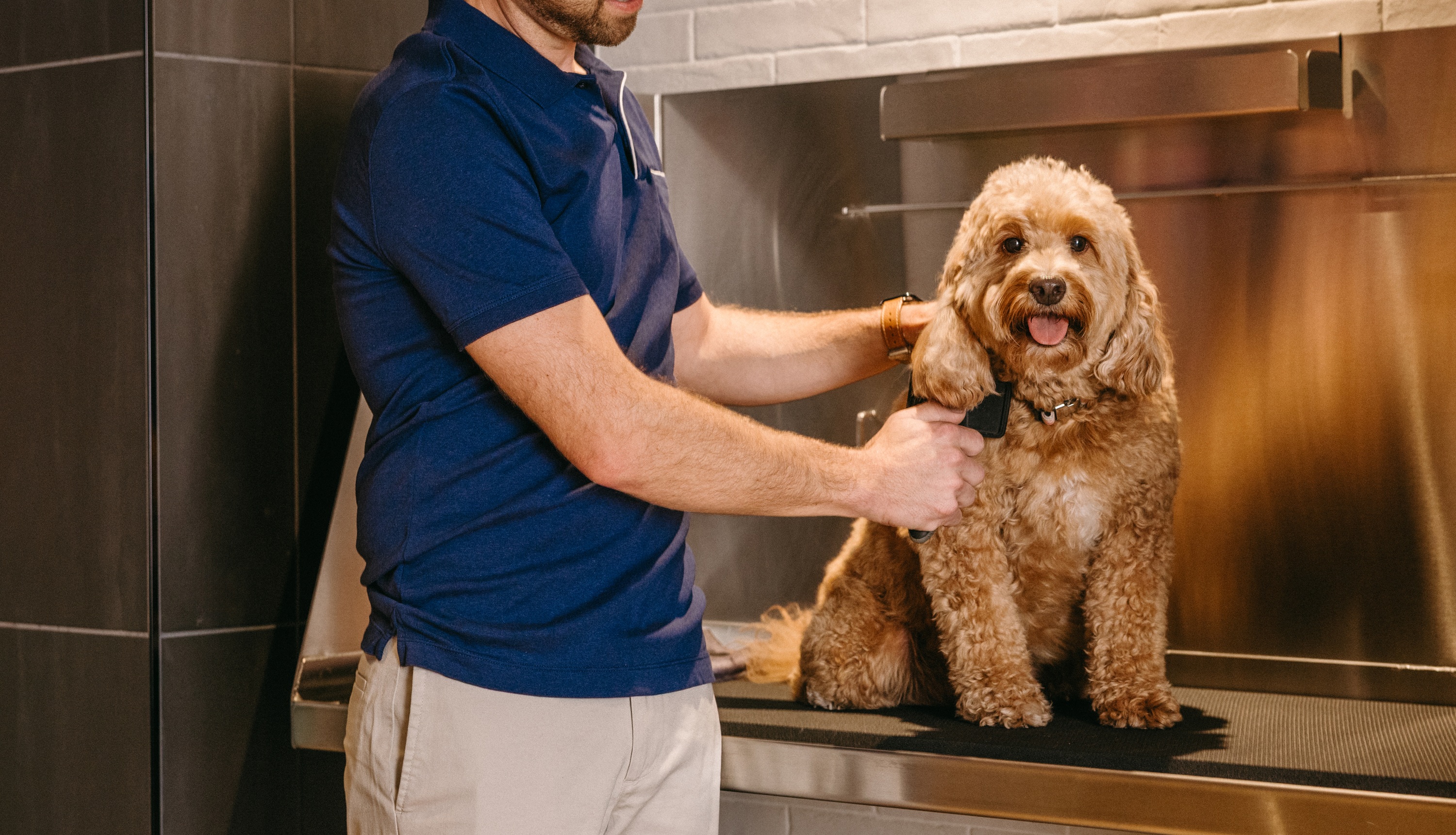 Man bathing a dog at One Rangers Way dog spa