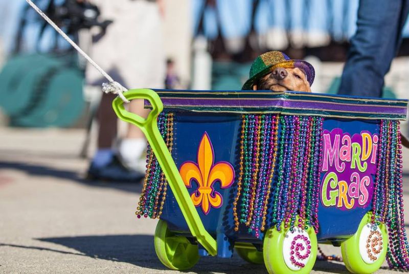 A tan dog wearing a sparkly hat rides inside a custom Mardi Gras wagon, complete with a fleur-de-lis and beads!