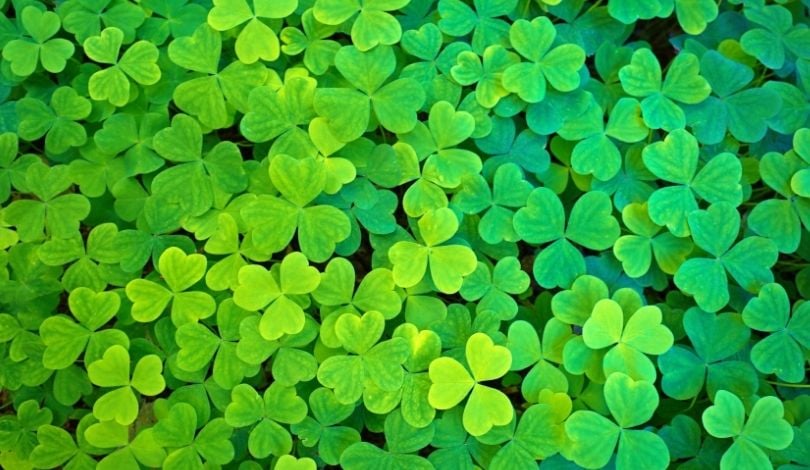 image of a field of green clovers