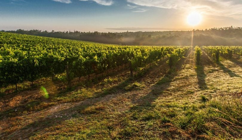 image of tuscany vineyard with sun in the background