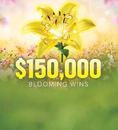 $150,000 Blooming Wins