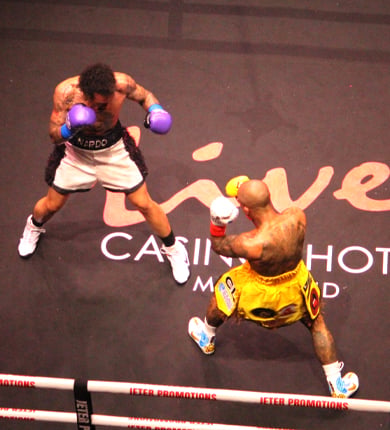 two boxers