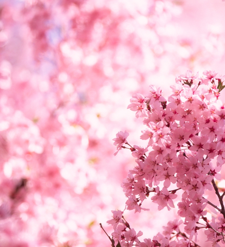 Cherry Blossom