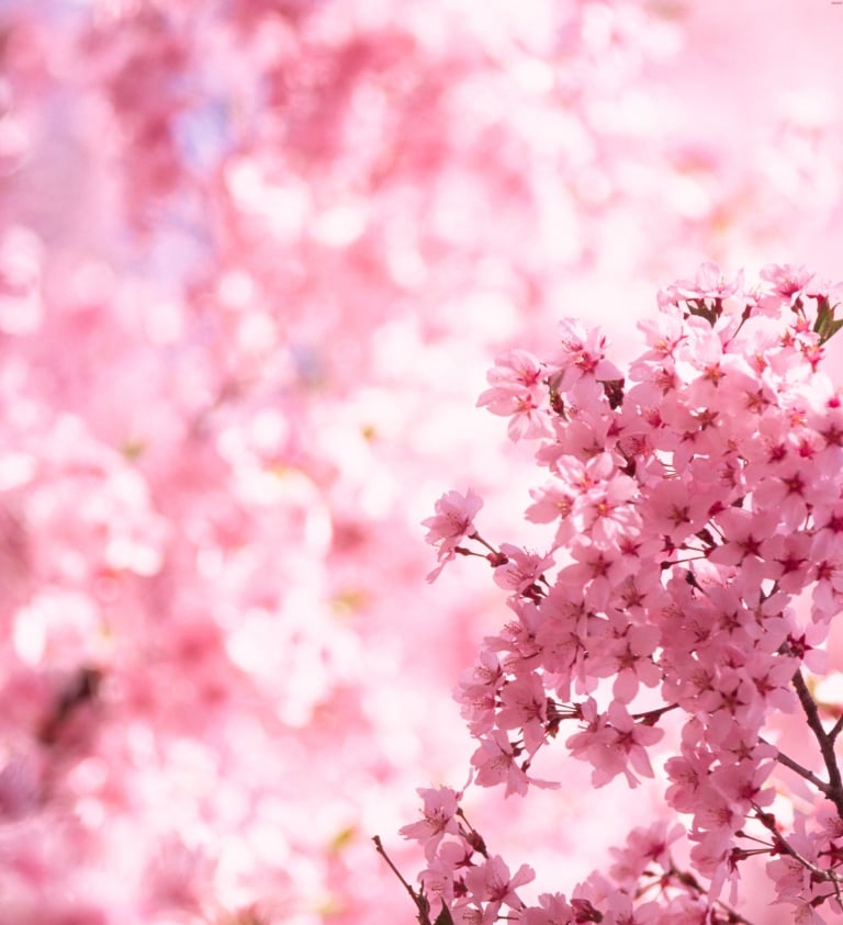 Cherry Blossom