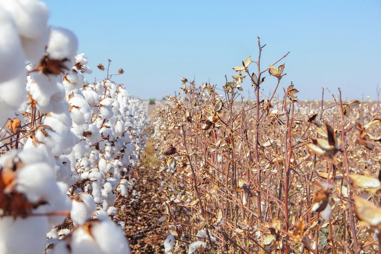 cotton_image_world_fairtrade_day_-_cws_news.jpg