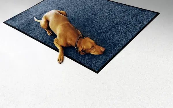 dog-floor-care-cws-d-ret.jpg