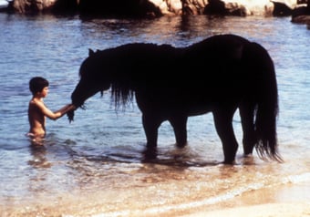 Black Stallion 1