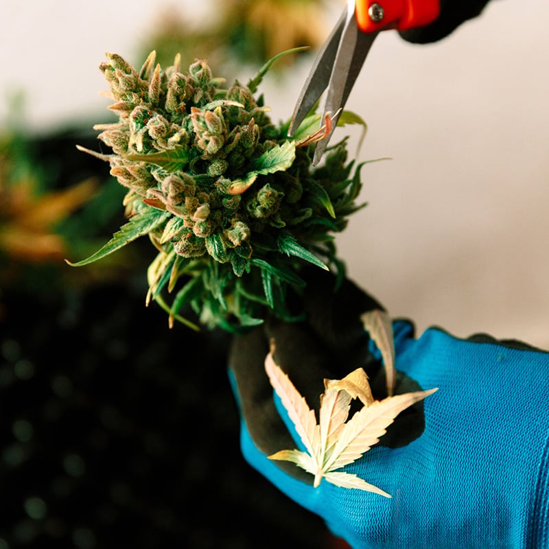 Cannabis plant