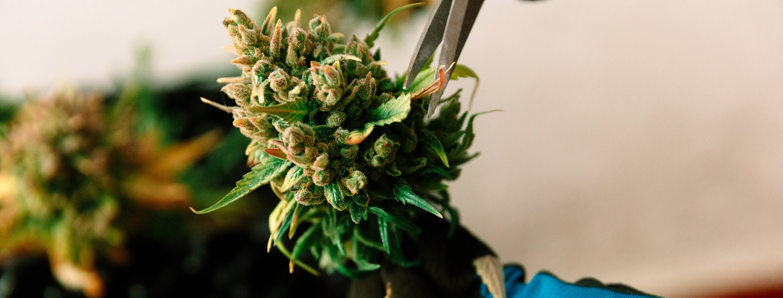 cannabis plant