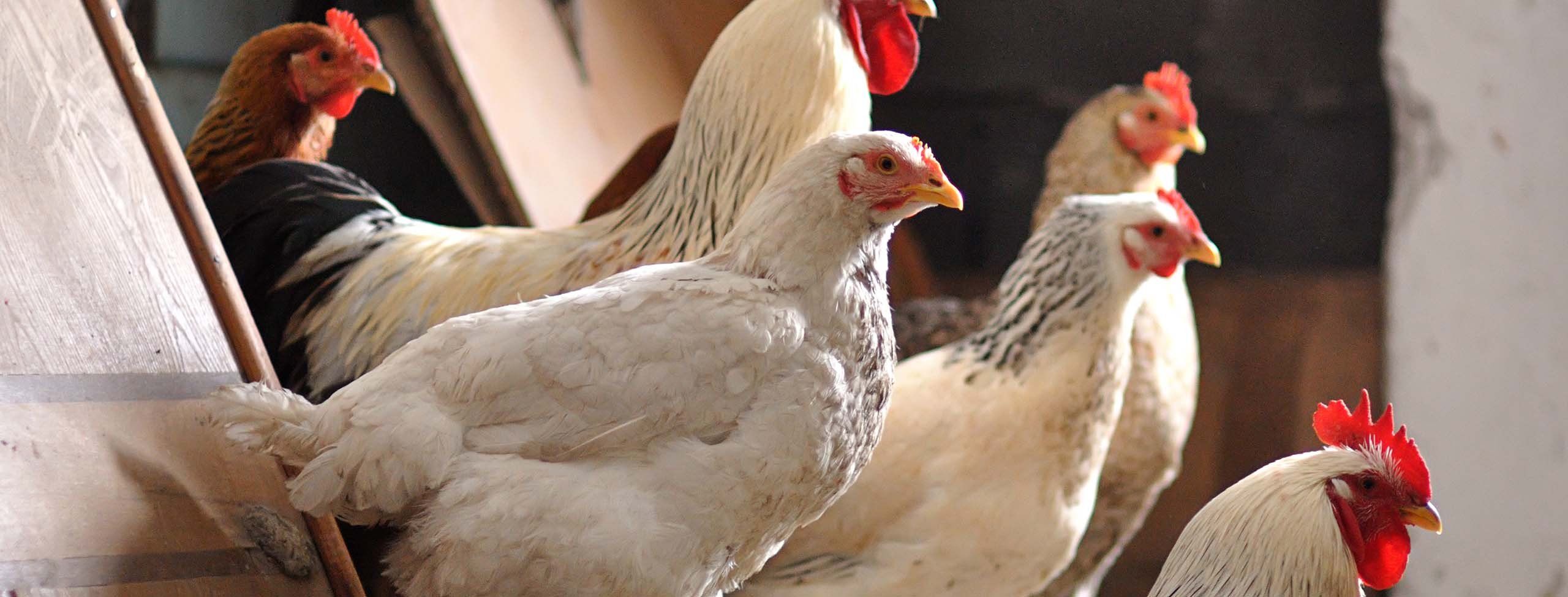 a group of chickens