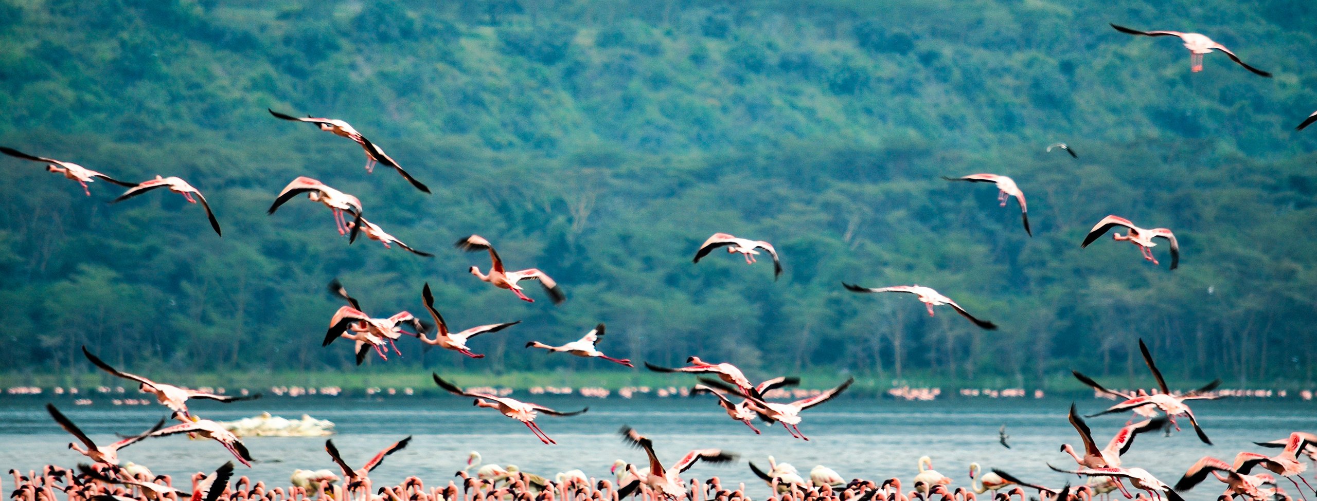 Flamingos_S_2451