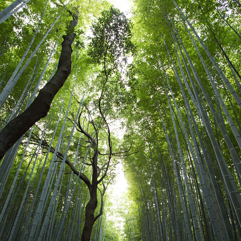Forest_P_0176_PPT
